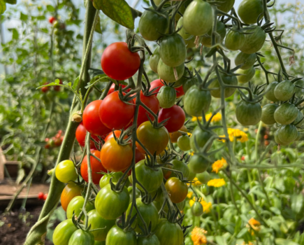 Talking Tomatoes