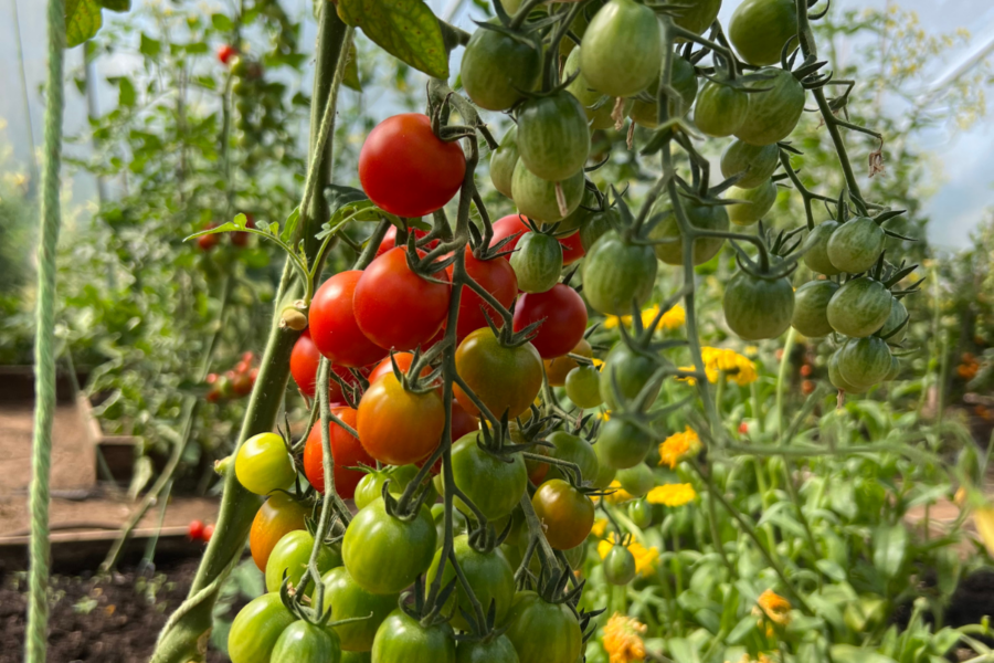 Talking Tomatoes