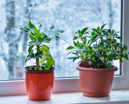 Winter houseplant care