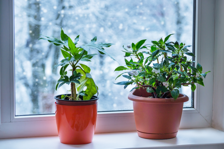 Winter houseplant care