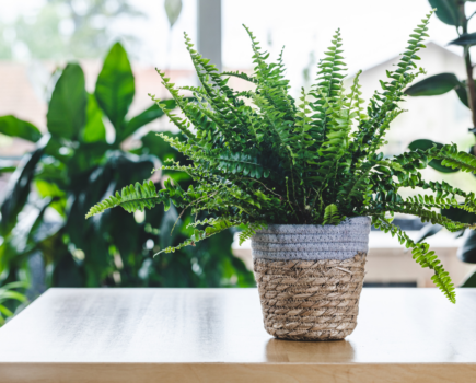 How to improve air quality with winter houseplant