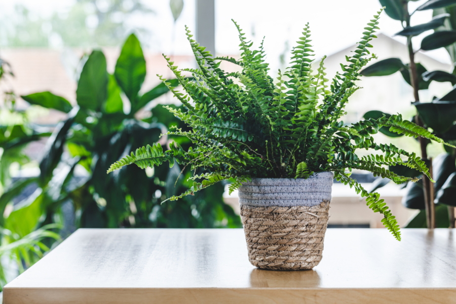 How to improve air quality with winter houseplant