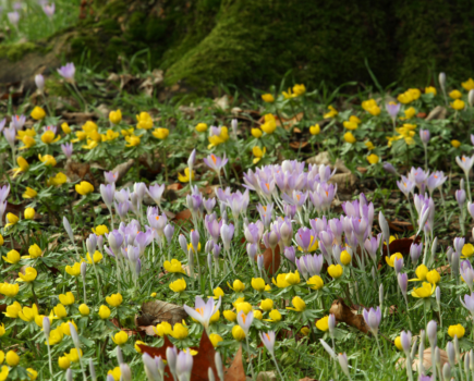 How to encourage and protect bees in your garden