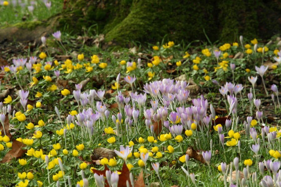 How to encourage and protect bees in your garden