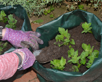 Top tips on growing potatoes