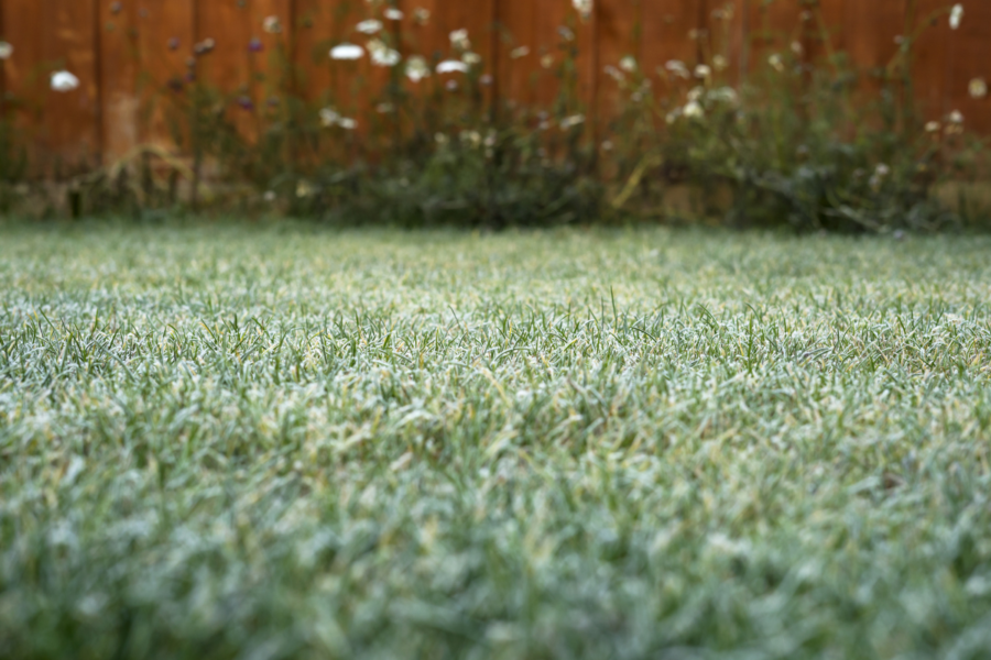 Sustainable winter lawn care