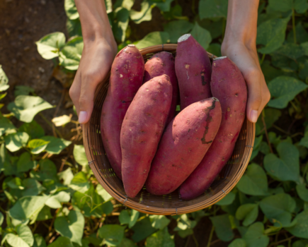 When to grow sweet potatoes