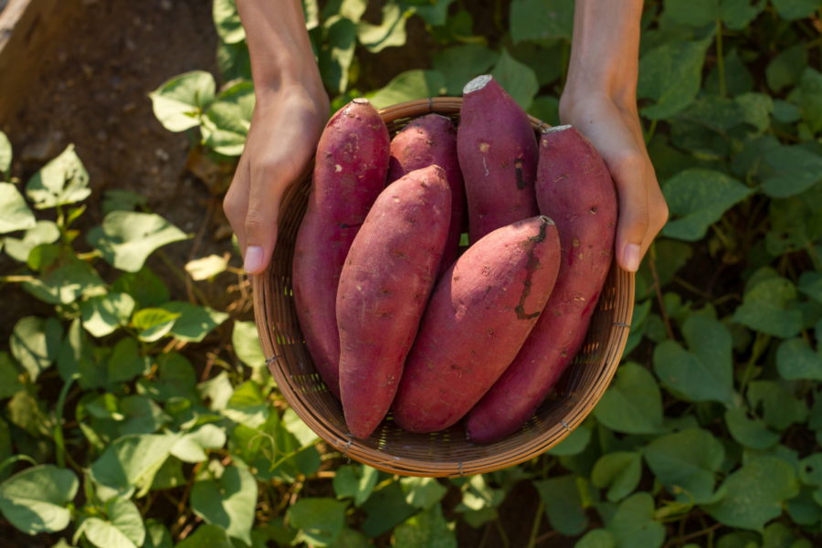 When to grow sweet potatoes