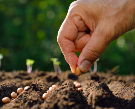 How to know when to sow seed outdoors