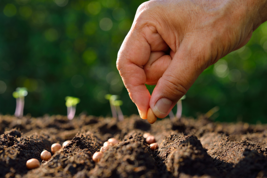 How to know when to sow seed outdoors