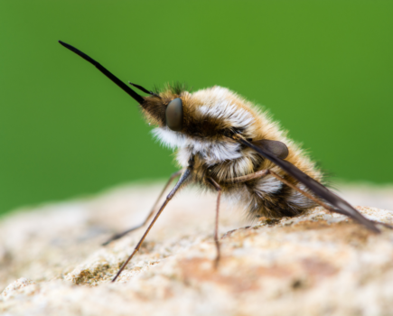 Get to know – bee-flies