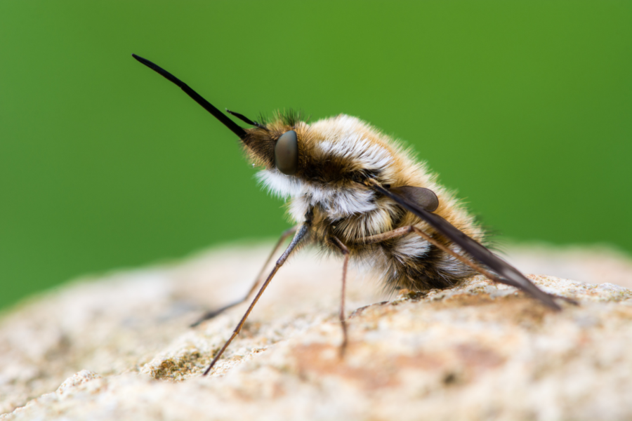 Get to know – bee-flies