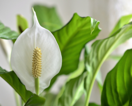 How to re-pot a peace lily