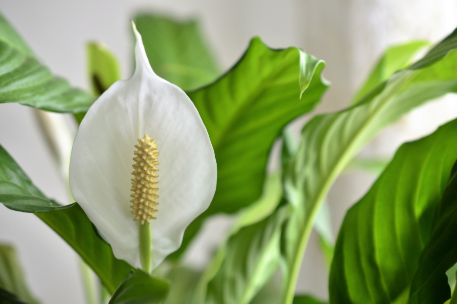 How to re-pot a peace lily