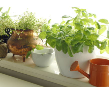 How to make more herbs for free