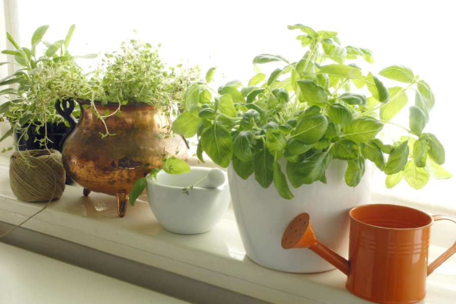 How to make more herbs for free