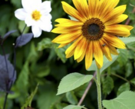 5 Easy steps to sowing sunflower seeds