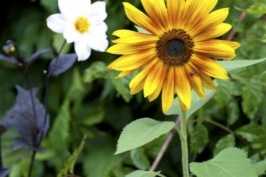 5 Easy steps to sowing sunflower seeds