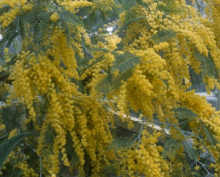 How to grow: Acacia (mimosa)