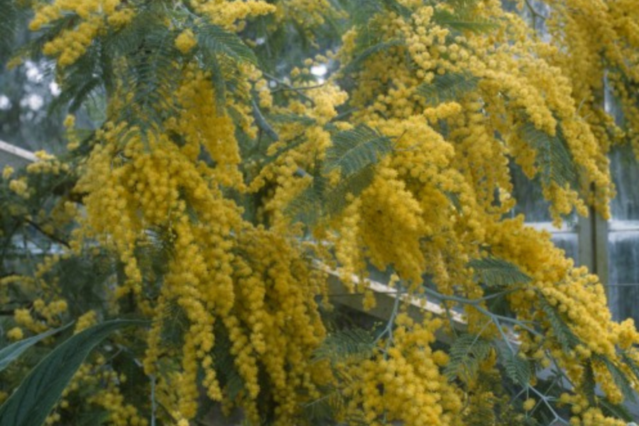 How to grow: Acacia (mimosa)