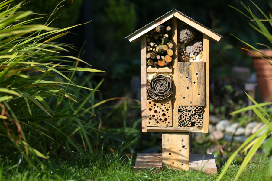 Top tips for pollinator-friendly gardening  