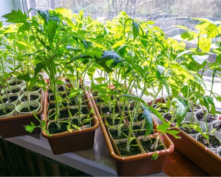 Getting the timing right for tomatoes