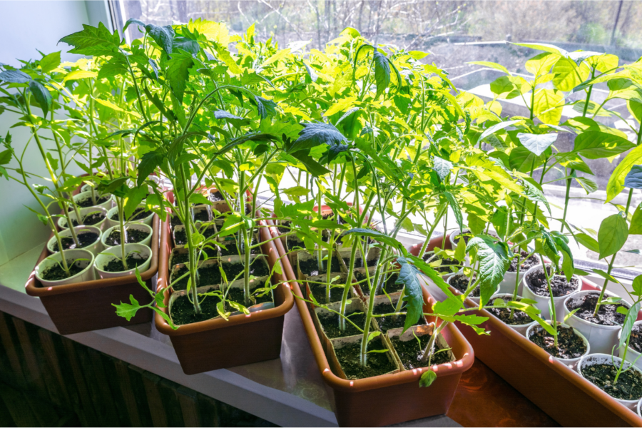 Getting the timing right for tomatoes