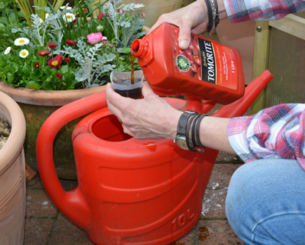 How to keep your pots flourishing