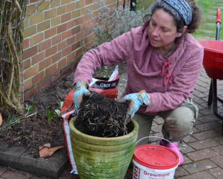 How to repot a failing agapanthus