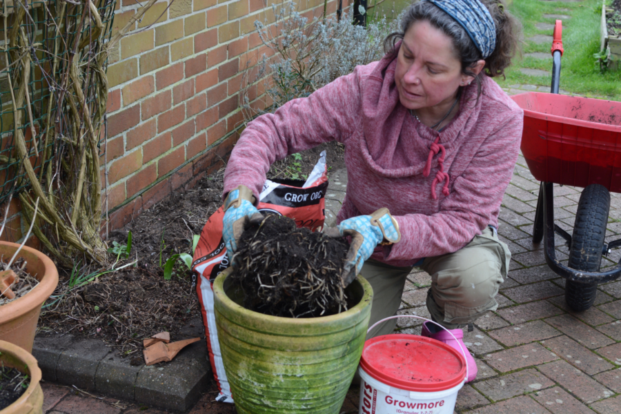 How to repot a failing agapanthus