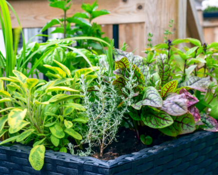 How to grow a tiny edible garden