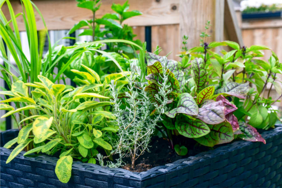 How to grow a tiny edible garden