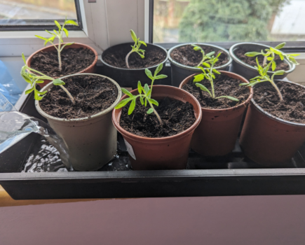 Producing a pot of seedlings from a single tomato