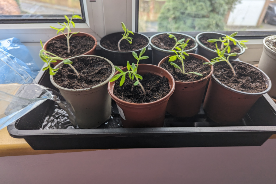 Producing a pot of seedlings from a single tomato