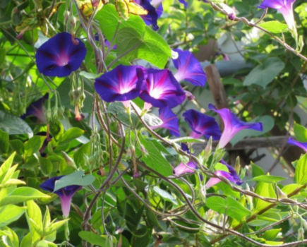 How to grow climbers through shrubs