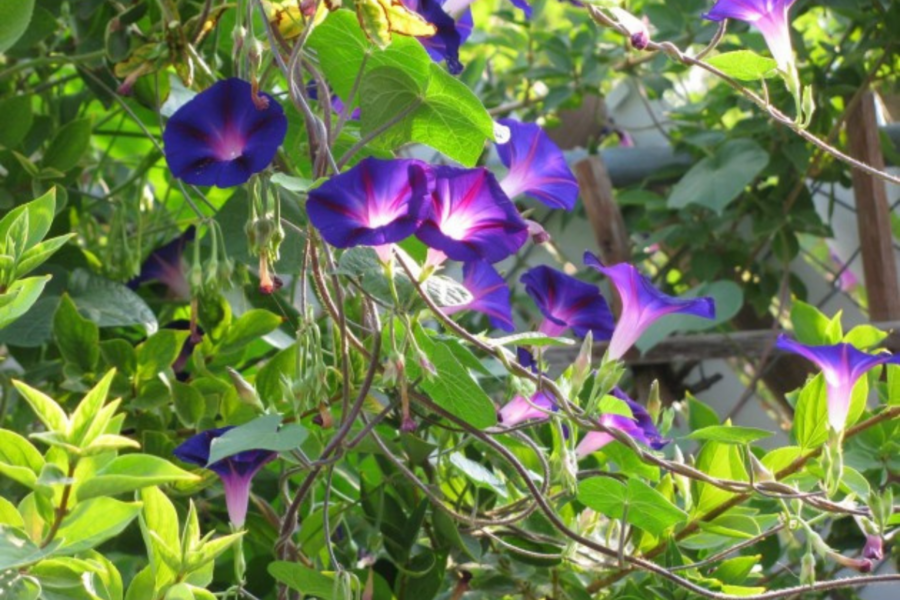 How to grow climbers through shrubs