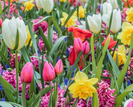 Top tips on post-flowering bulb care