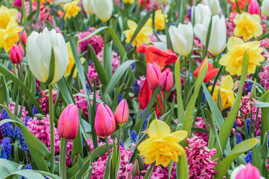 Top tips on post-flowering bulb care