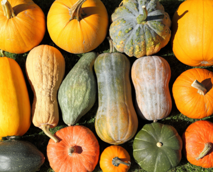 How to grow squash and marrows