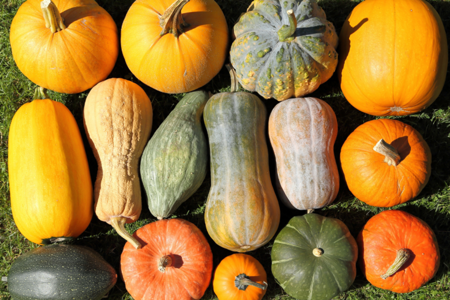 How to grow squash and marrows