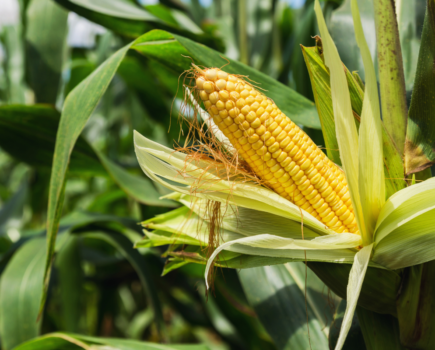 Top tips on how to grow corn