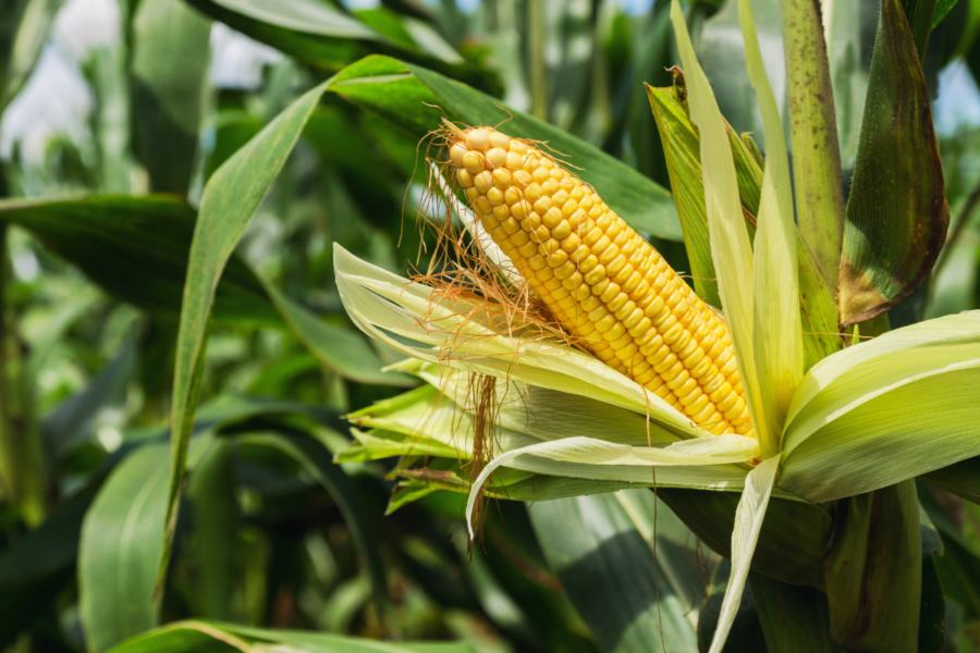 Top tips on how to grow corn