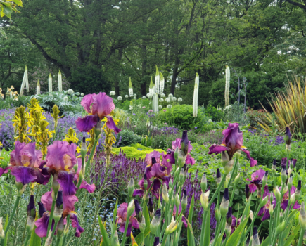 How to be successful with bearded irises