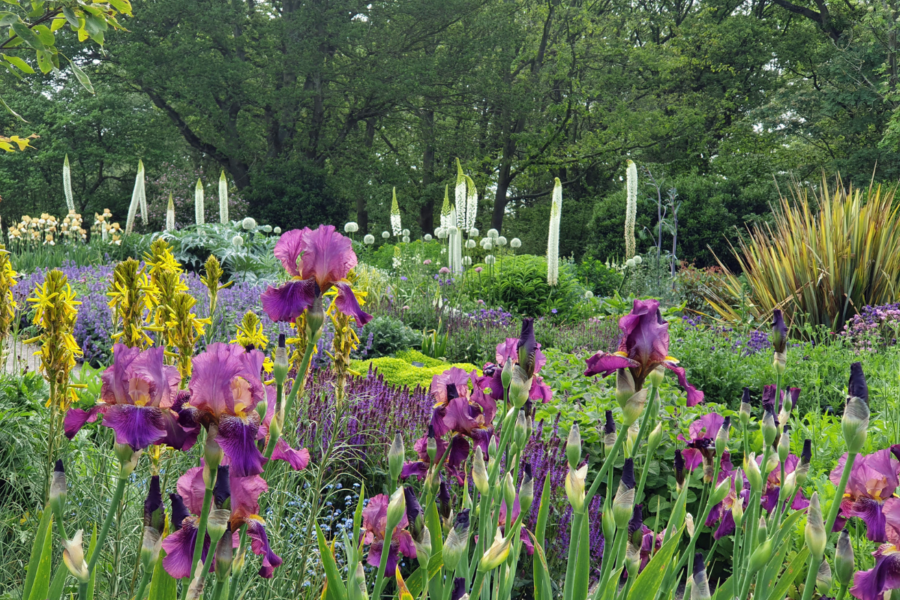 How to be successful with bearded irises