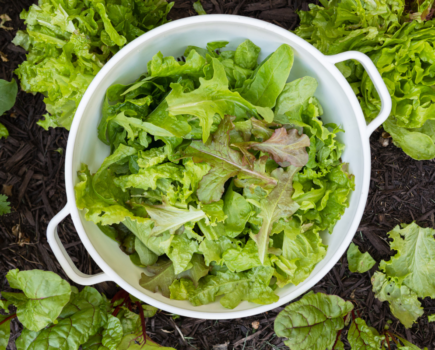 How to sow and grow an organic salad bar