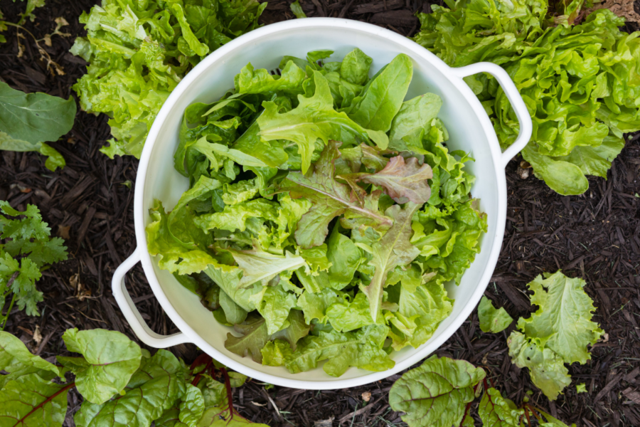 How to sow and grow an organic salad bar