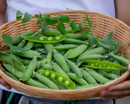 The positives to planting peas