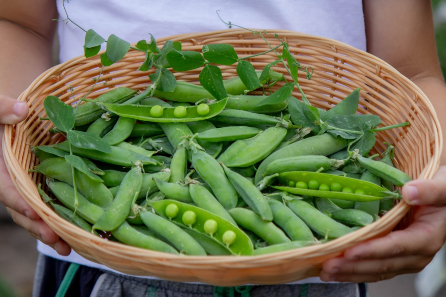 The positives to planting peas