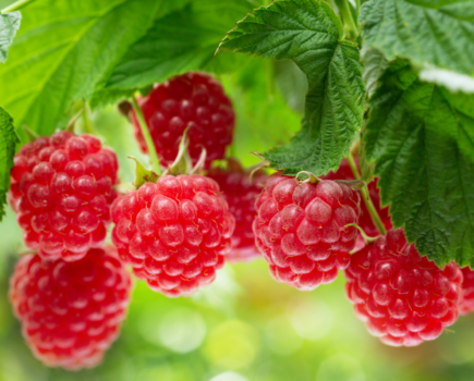 How to get more raspberry canes for free!