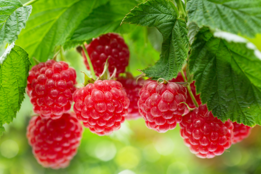 How to get more raspberry canes for free!